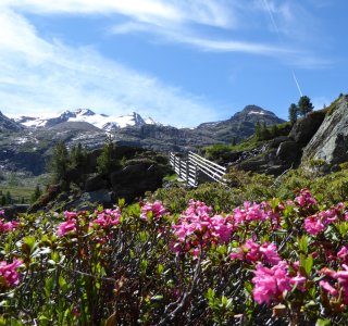 Alpenrosen auf dem Weg nach oben