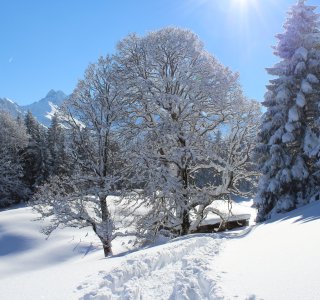 Schneeschuh-Tagestour Hochleite, Spuren im Schnee