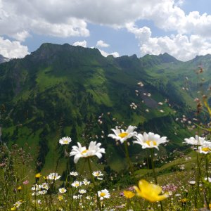 Blumenwiese - Bild Bad HIndelang Tourismus Wolfang B. Kleiner