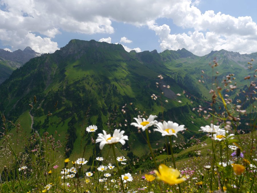 Blumenwiese - Bild Bad HIndelang Tourismus Wolfang B. Kleiner