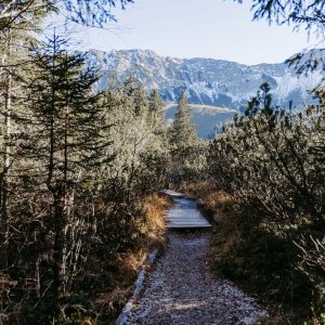 Ein schmaler Weg führt durch den Wald zu den Bergen. Es ist Tag und die Sonne scheint.