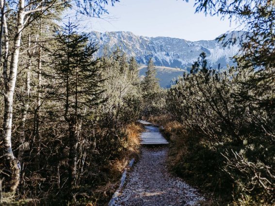 Ein schmaler Weg führt durch den Wald zu den Bergen. Es ist Tag und die Sonne scheint.