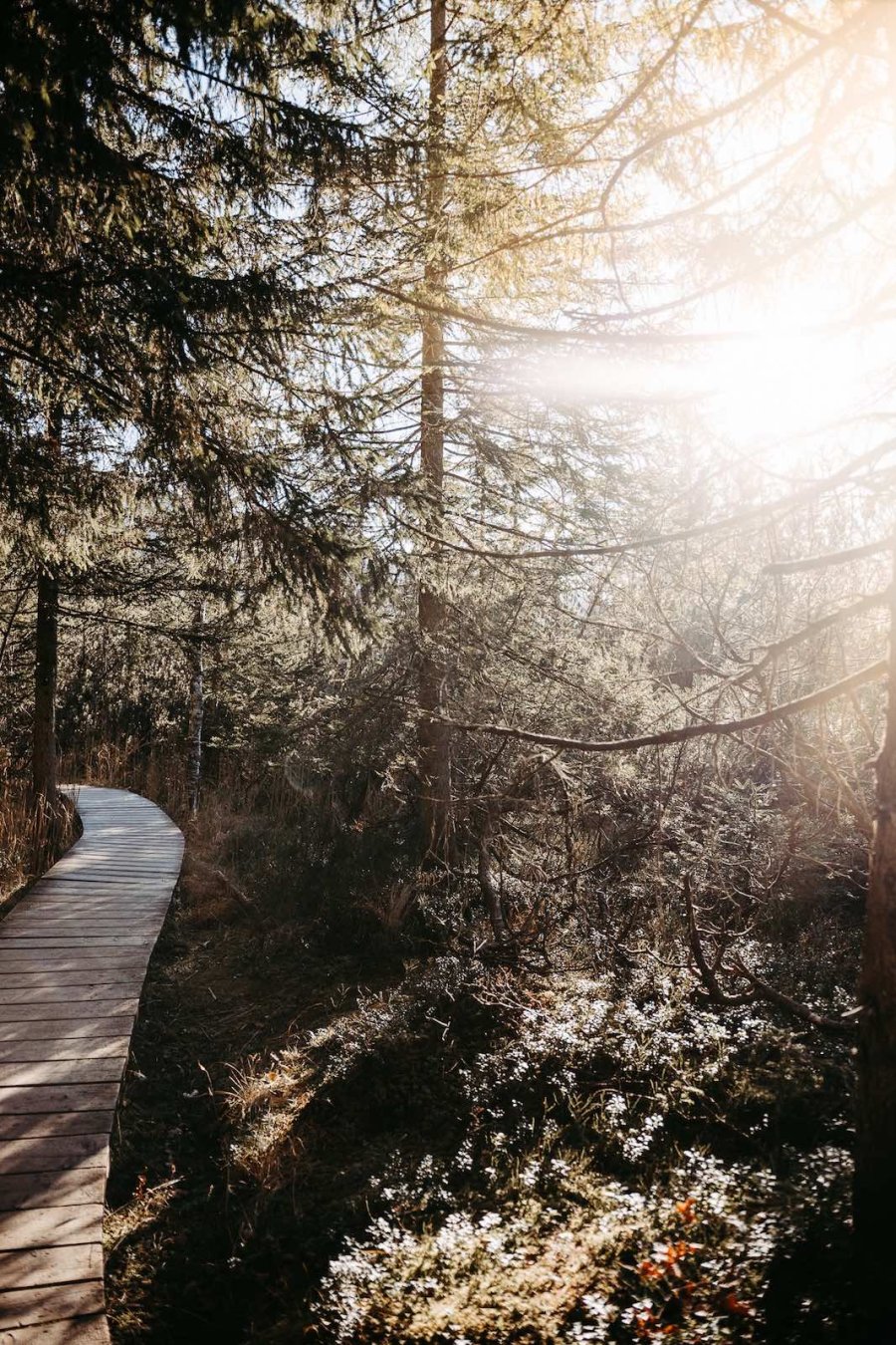Ein schmaler Weg führt durch einen Wald in der Morgenzeit. Die Sonne scheint durch die Bäume.