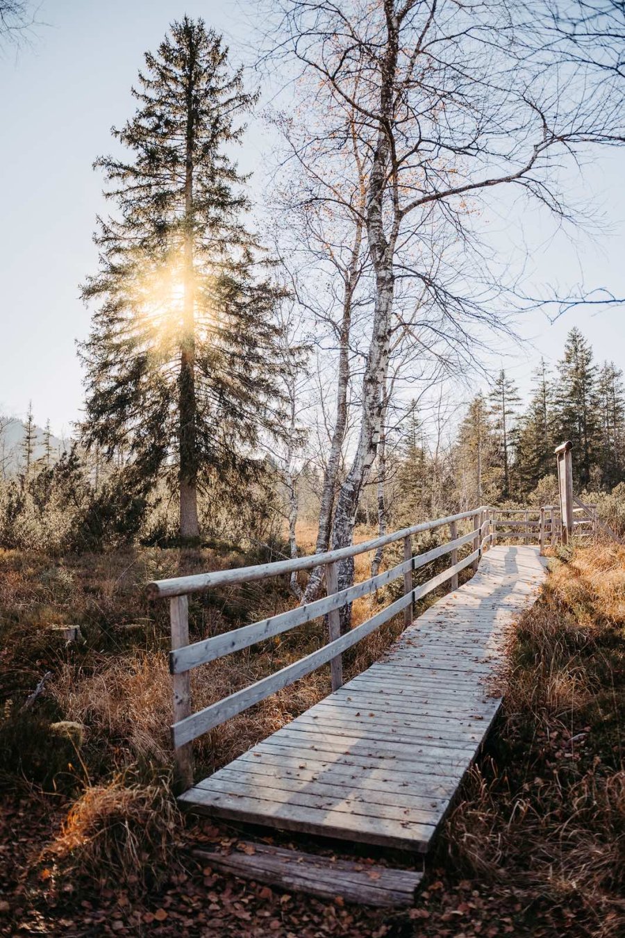 Die Holzbrücke führt durch den Wald. Sonnenstrahlen scheinen durch die Bäume. Es ist Tag und der Himmel ist klar.