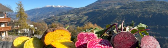 Gemüse Beete