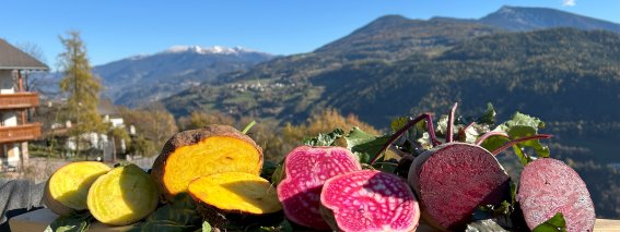 Gemüse Beete