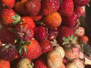 Obst Erdbeeren