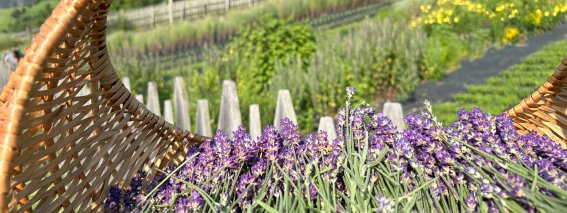 Blume Lavendel Korb