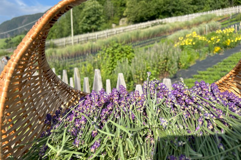 Blume Lavendel Korb