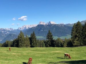 Alm Gipfel Panorama