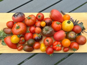 Gemüse Tomaten