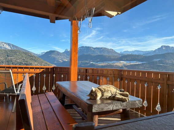 Tiere Katze Balkon Panorama Goldmelisse