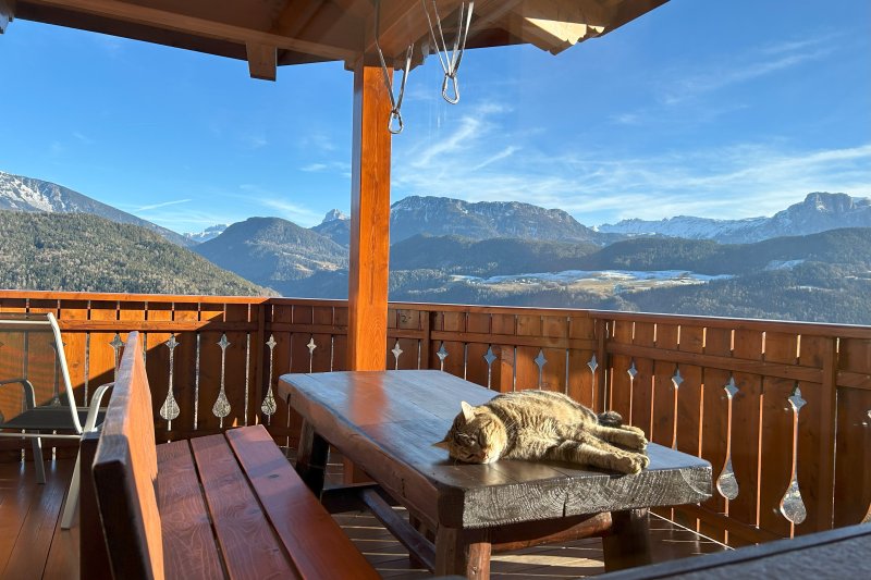 Tiere Katze Balkon Panorama Goldmelisse