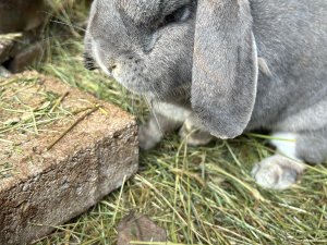 Tiere Hase