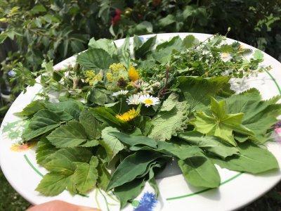 Kräutergarten Teller