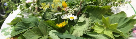 Kräutergarten Teller