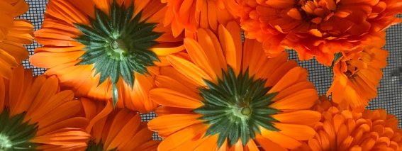 Blume Ringelblume