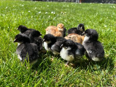 Tiere Küken