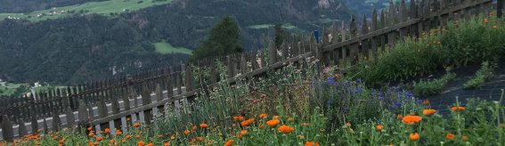 Kräutergarten Ringelblume Panorama