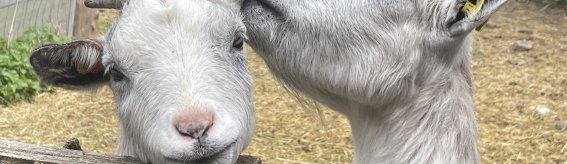 LW Tiere Ziege II