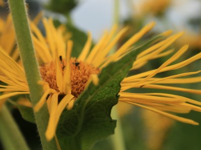 Blume Alant Kräutergarten