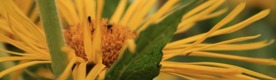 Blume Alant Kräutergarten