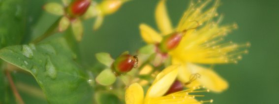Blume Johanniskraut