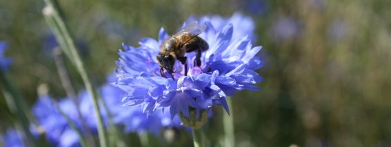 Blume Kornblume Biene