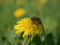 Blume Löwenzahn Biene 