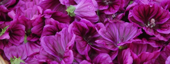 Blume Malve violett frisch