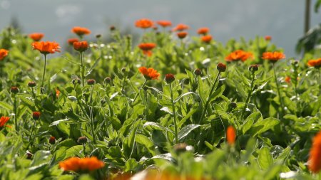 Blume Ringelblume Feld