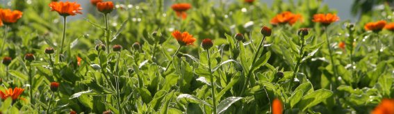 Blume Ringelblume Feld
