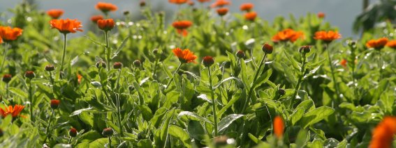 Blume Ringelblume Feld