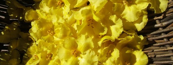 Blume Nachtkerze Korb