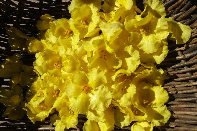 Blume Nachtkerze Korb