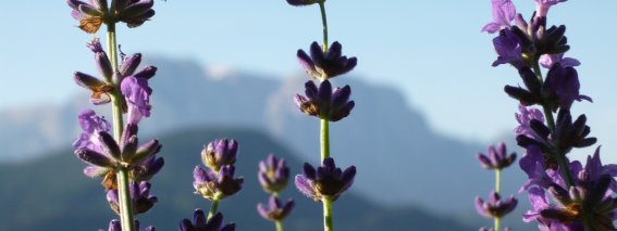 Blume Lavendel