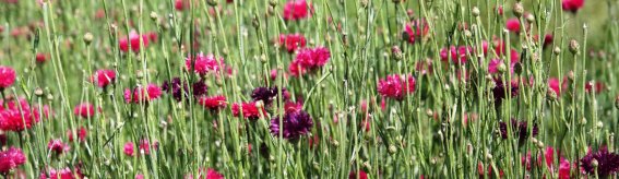 Blume Kornblumen violett