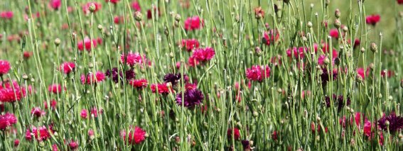Blume Kornblumen violett