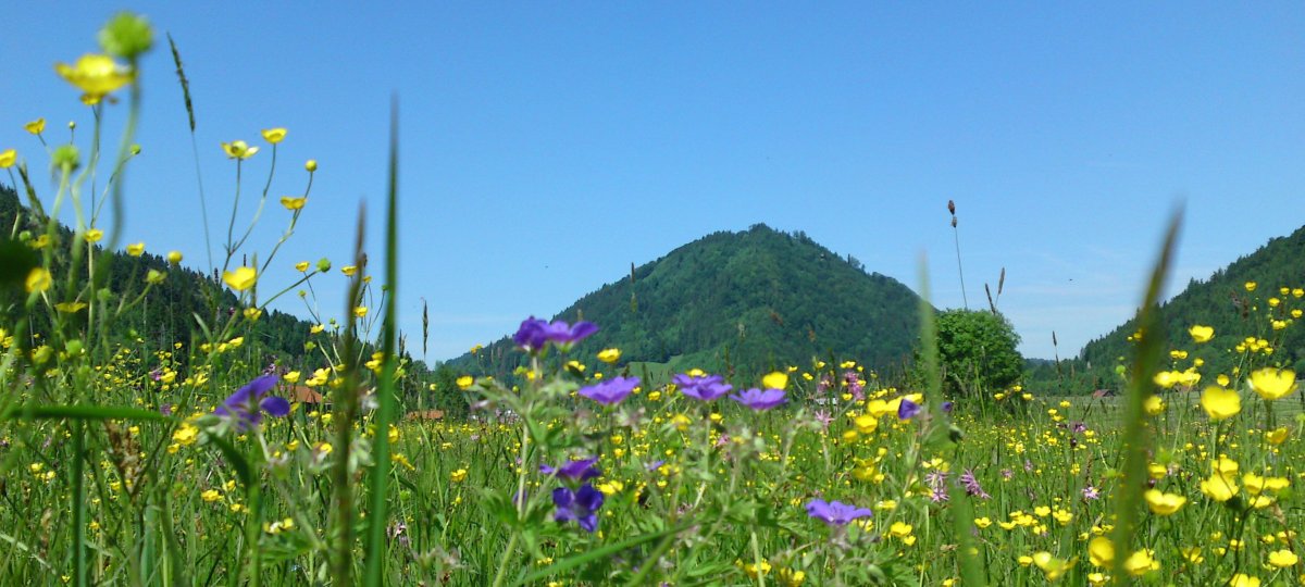 Blumenwiese KonstanzerTal