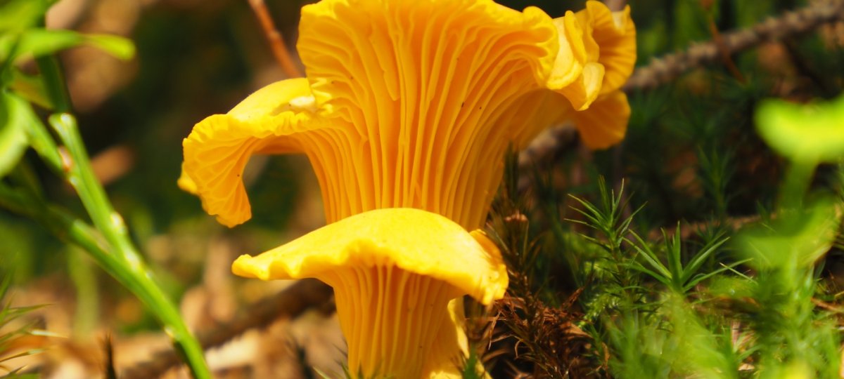 Pfifferling im Naturpark Nagelfluhkette