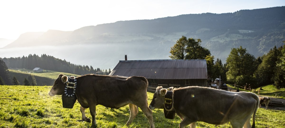 Alpsommer in Oberstaufen