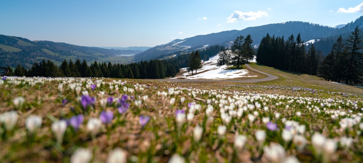 Krokusblüte mit Weitblick