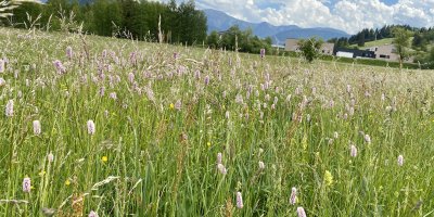 Blumenwiese mit Wildblumen Blumenwiese mit Wildblumen