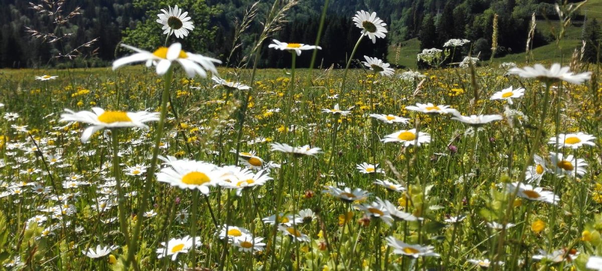 Blumenwiese vor dem Hochgrat