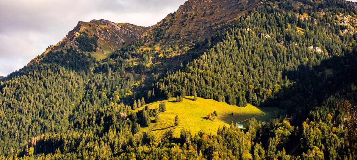 Grüner Gipfel des Hochgrats