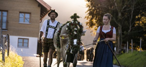 Die Kranzkuh führt die Herde an
