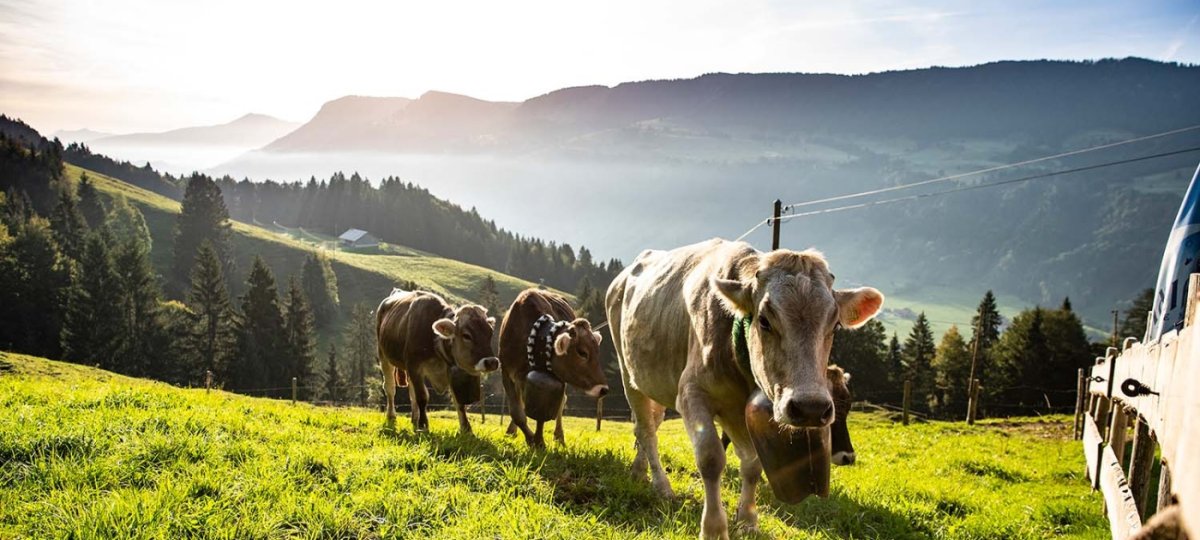 Allgäuer Braunvieh in den Bergen bei Oberstaufen