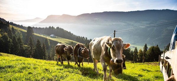 Allgäuer Braunvieh in den Bergen bei Oberstaufen