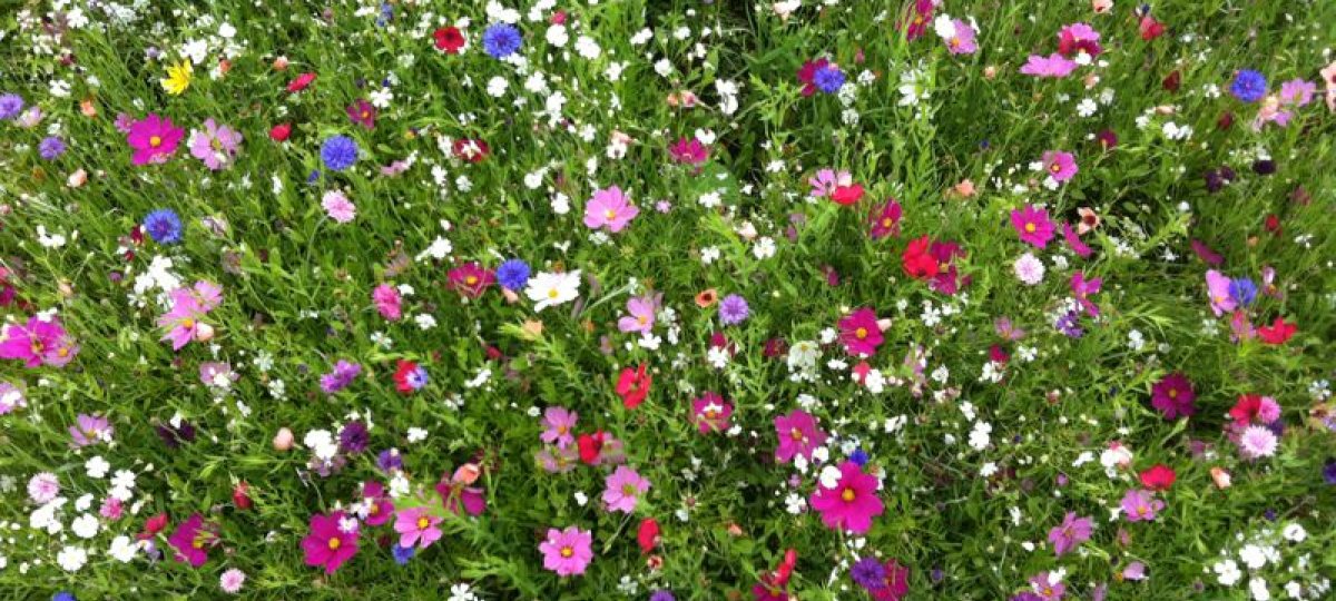 Blumenwiese in Oberstaufen