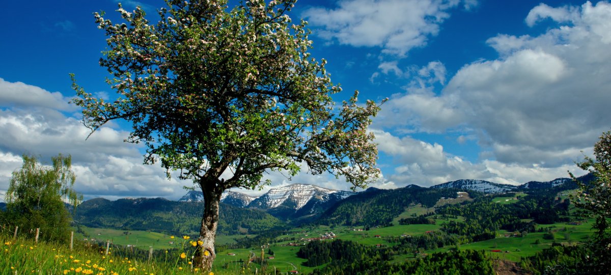 Allgäuer Frühlingsgefühle